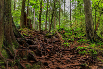 Twisted exposed gnarled roots of pine trees growing on a slope of a hill in Lynn Canyon Park forest...