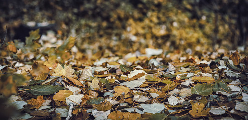 Fallen autumn leaves