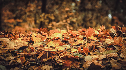 Fallen autumn leaves
