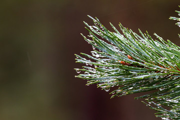 evergreen in the highlands