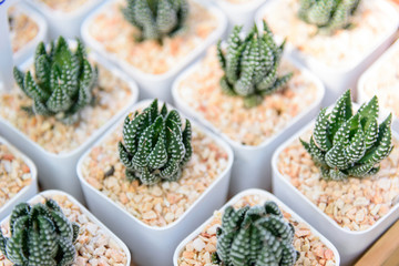 Little Haworthia in mini pot    