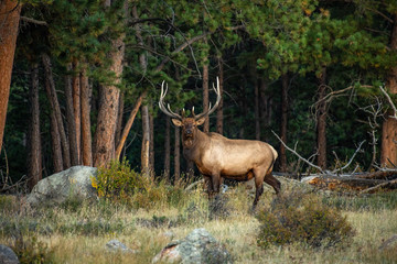Naklejka na ściany i meble A Large Bull Elk During the Fall Rut