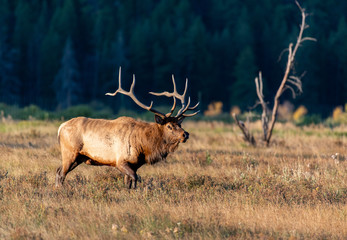A Large Bull Elk During the Fall Rut