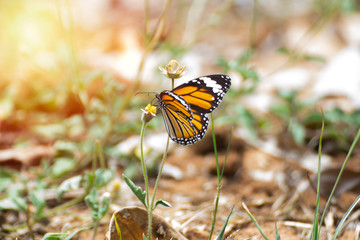 Butterflies are sniffing the grass