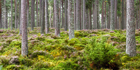Forest in the Highlands