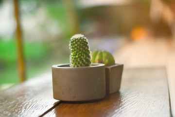Cactus in a pot on the table in the garden lime light with light from the sun
