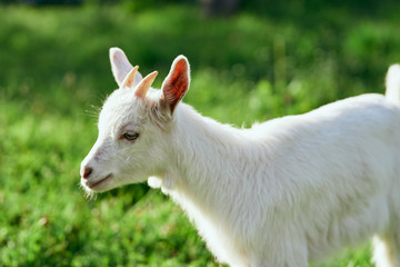 Fototapeta premium goat on green grass