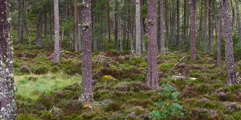 Forest in the Highlands