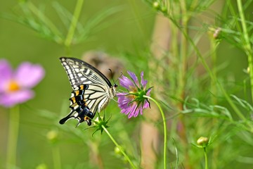 満開のコスモスの蜜を吸うキアゲア