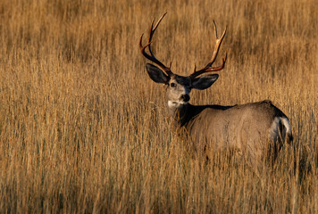 A Large Mule Deer Buck With Beautiful Freshly Scraped Antlers