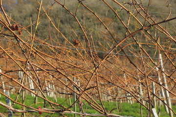 Vineyard in winter ready for pruning in Devon, United Kingdom