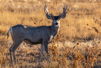 A Mule Deer Buck with Unique Antlers in a Field During Autumn