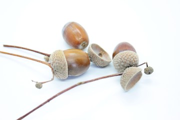 Beautiful acorns located on a white background