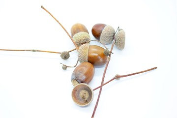 Beautiful acorns located on a white background