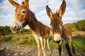 Wild donkey