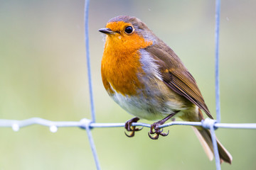 European robin -Erithacus rubecula