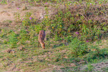 Deer in Kaziranga National Park, Assam state, India