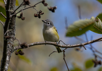A Beautiful Blue-headed Vireo Perched on a Tree Branch