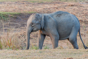 Young elephant in Kaziranga National Park, India