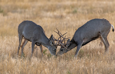 Young Mule Deer Bucks Sparring