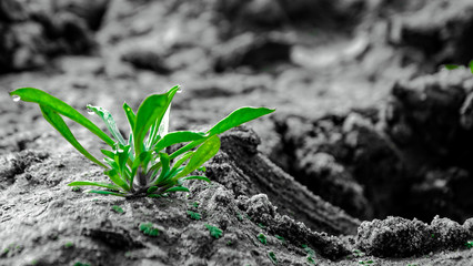 young plant in soil