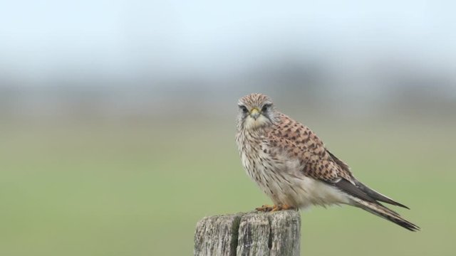 A beautiful Kestrel, Falco tinnunculus, perching on a wooden fence post on a windy day.	