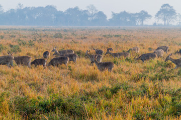 Fototapeta premium Herd of deer in Kaziranga National Park, Assam state, India