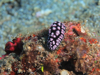 The amazing and mysterious underwater world of Indonesia, North Sulawesi, Manado, sea slug