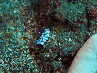 The amazing and mysterious underwater world of Indonesia, North Sulawesi, Manado, sea slug