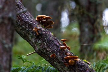 Wild mushrooms in Scotland