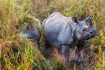 Indian rhinoceros (Rhinoceros unicornis) in Kaziranga national park, India