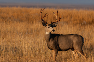A Large Mule Deer Buck With Beautiful Freshly Scraped Antlers