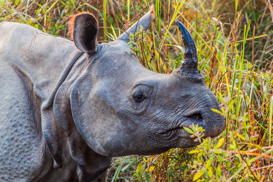 Indian rhinoceros (Rhinoceros unicornis) in Kaziranga national park, India