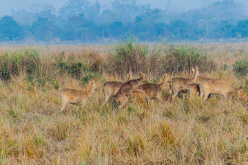 Herd of deer in Kaziranga National Park, Assam state, India