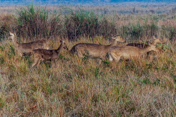 Herd of deer in Kaziranga National Park, Assam state, India
