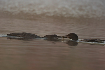 Fototapeta premium Common Loon Feeding Offspring
