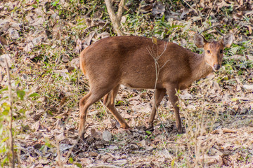 Deer in Kaziranga National Park, Assam state, India