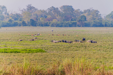 Deer, buffaloes and rhinoceroses in Kaziranga National Park, Assam state, India