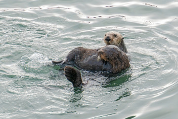 Fototapeta premium Southern Sea Otter mother and baby.