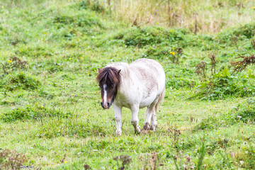 Pony in the Highlands