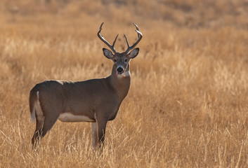 A Beautiful White-tailed Deer Buck on the Plains