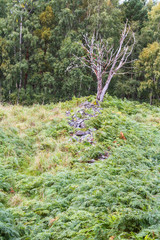 dead tree standing tall