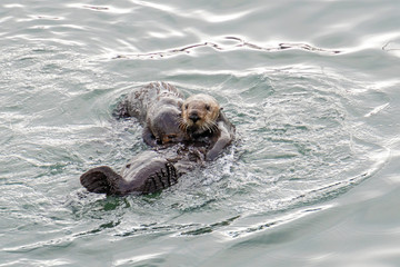 Obraz premium Southern Sea Otter mother and baby.