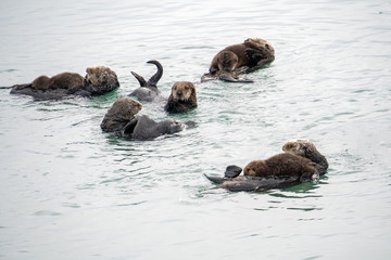 Southern Sea Otter mother and baby.