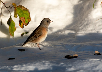 Dark-eyed Junco Feeding in the Snow