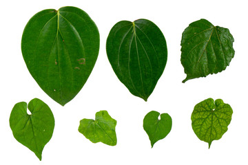 Various heart shaped leaves more variety available- Clipping Path.