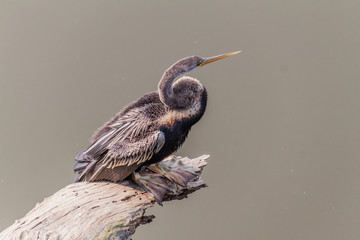 Oriental darter or Indian darter (Anhinga melanogaster) in Kaziranga National Park, India