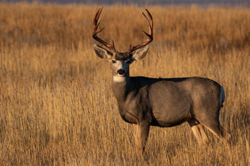 Naklejka na ściany i meble A Large Mule Deer Buck With Beautiful Freshly Scraped Antlers