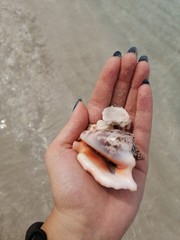 muszle na wakacjach © Urszula