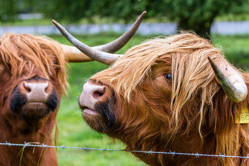 Highland bull in Scotland